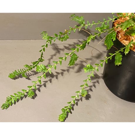 Selaginella sp. from Iquitos Peru [tanakay]