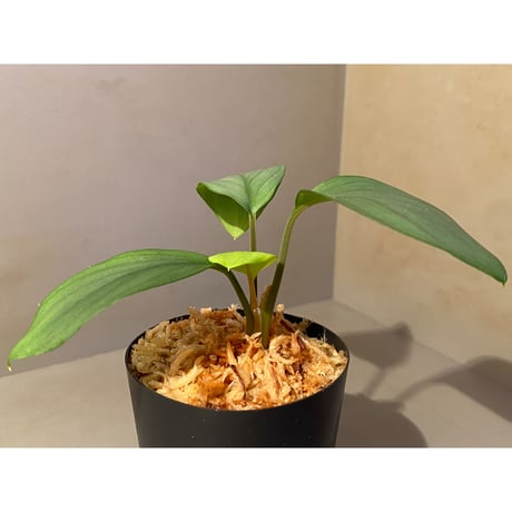 Homalomena sp. Aceh Silver from Aceh sumatera [LA0613-00]