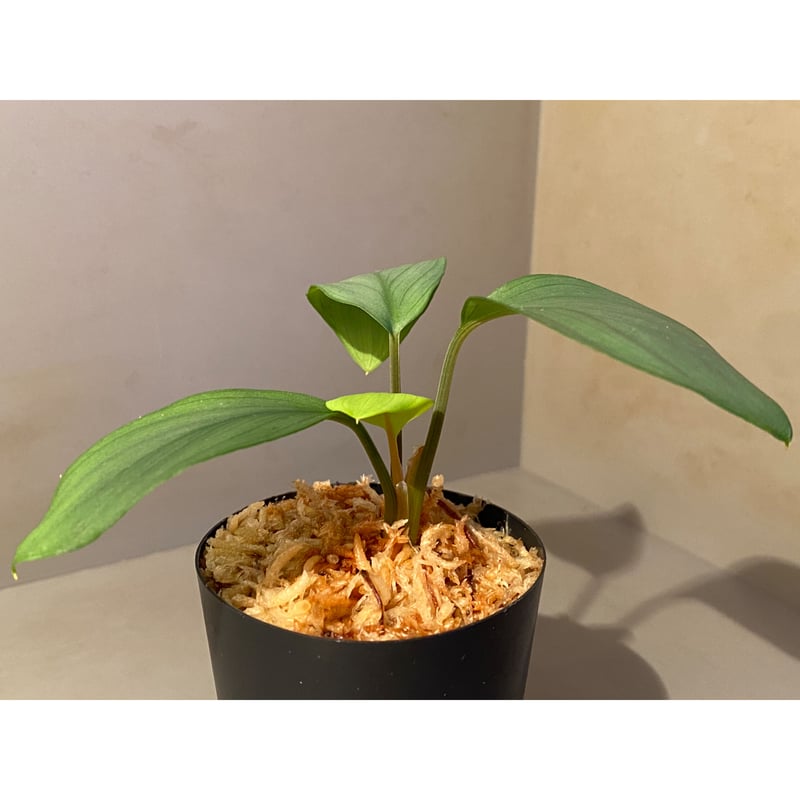 Homalomena sp. Aceh Silver from Aceh sumatera [