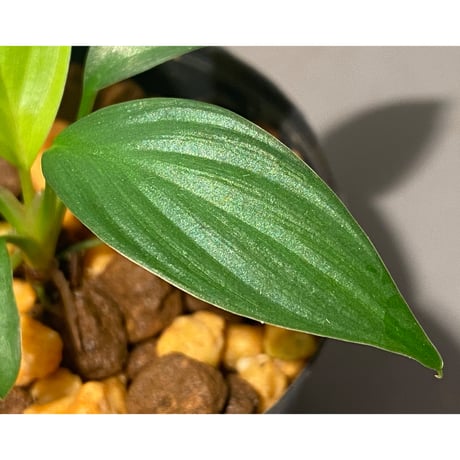 Homalomena sp. from Kuala Balah [TK270316]