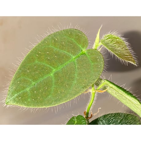 Ficus sp. from Selangor