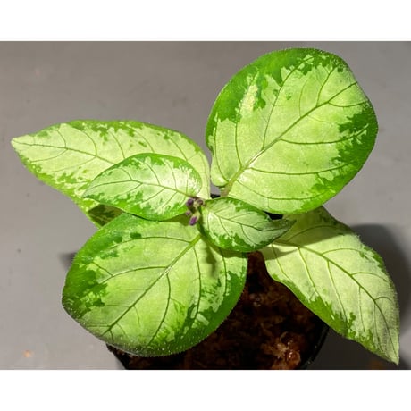 Gymnostachyum sp. "type C" from Aceh Selatan [HW0816-02]