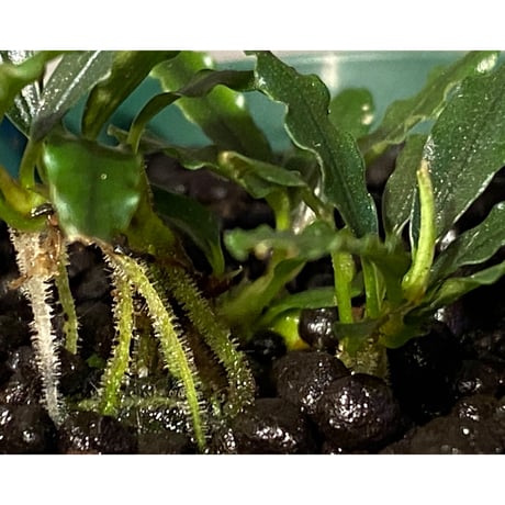Bucephalandra catherineae