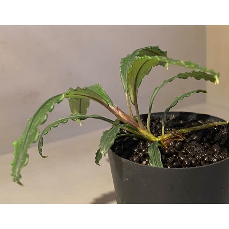 Bucephalandra sp. "Crocodile"