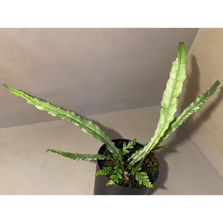 Microsorum sp. Short Dragon Tail