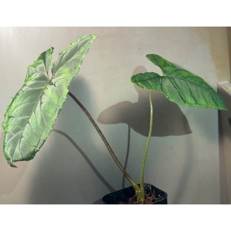 Chlorospatha atropurpurea from Ecuador
