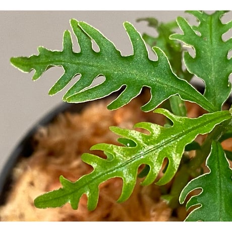 Labisia sp. "Serawai" Kalimantan barat [TB]
