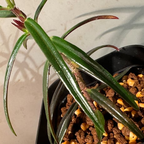 Colmnea linearis 伊藤蟻植物農園