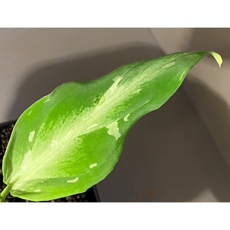 Aglaonema pictum A from Aceh sumatera [LA1115-03i]