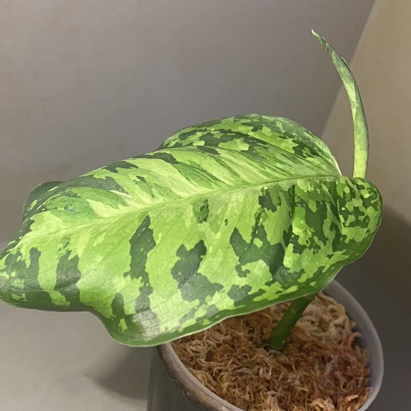 Aglaonema pictum Aglaonema pictum