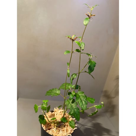 Scrophulariaceae sp. from Valencia, Negros Oriental