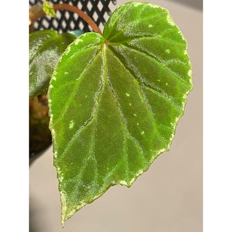 Begonia sp. from Sulawesi