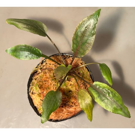 AZ‼️ cryptocoryne \"Diamond Line\"クリプトコリネ AZ‼️ cryptocoryne 