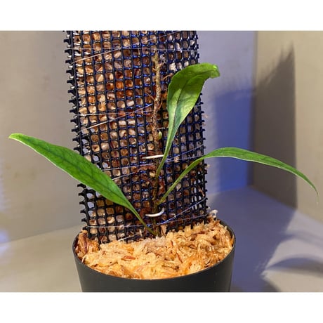 Microsorum sp. "Timika" Papua [TB]