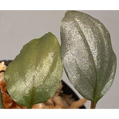 Homalomena sp. "Silver Bullet" from Pulau Lingga [AZ0917-1]