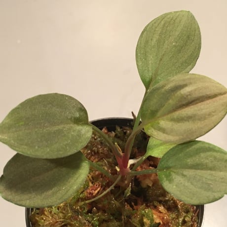Homalomena sp. from Solok sumatera [LA0315-2]