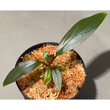 Homalomena sp. "濡烏" from Riau sumatera [LA0518-02]