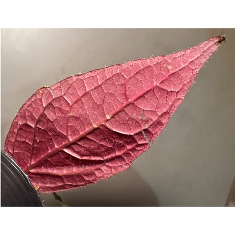 謎草 from Iquitos Peru [tanakay]