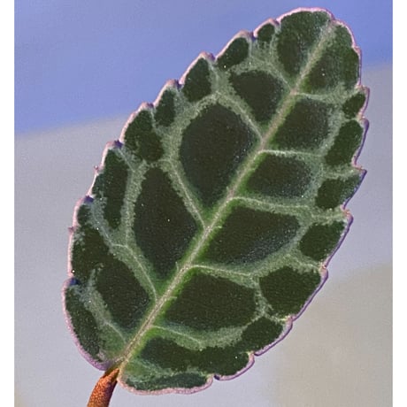 Labisia sp. from Riau sumatera [LA0815-01]
