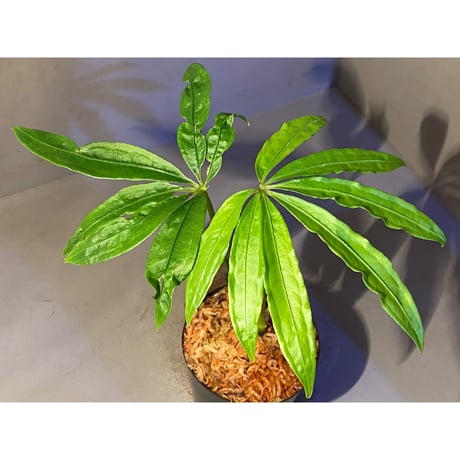Anthurium polyschistum from Napo Ecuador [tanakay]