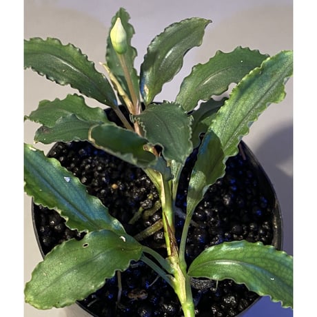 Bucephalandra sp. "Pakak 3" [MF0417-5A]