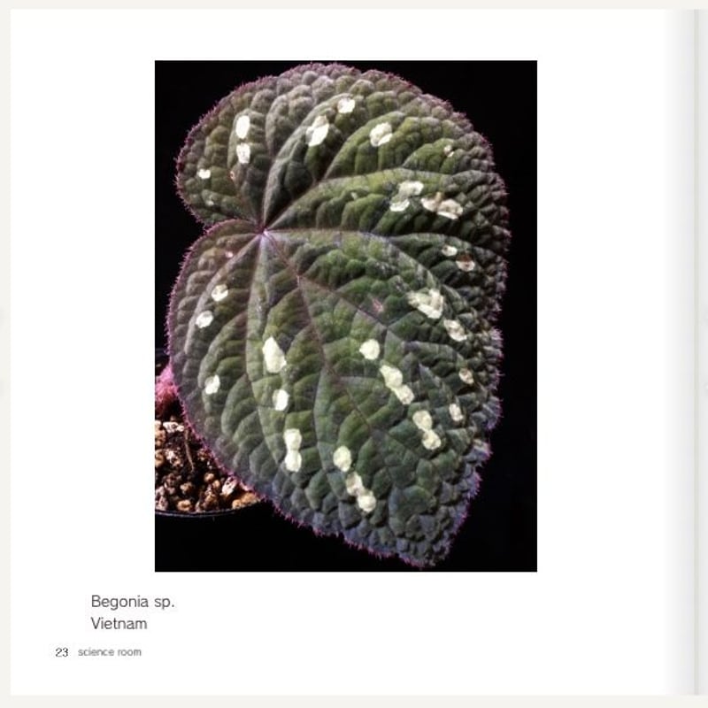 peculiarman　Begonia 5点同梱発送 science room ver. Begonia | M・R・G・R
