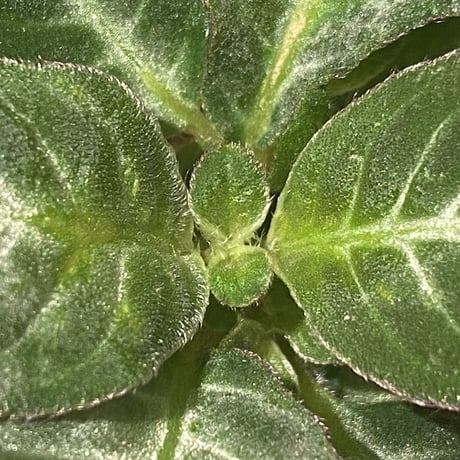 Codonoboea cf. pumilla from Riau sumatera [LA1119-02]