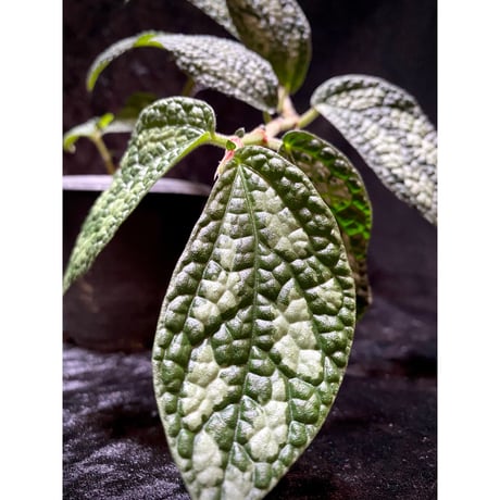 Elatostema sp. (Sri Lanka) ?