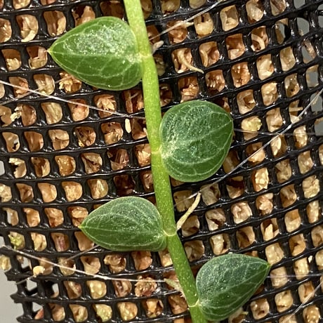 Rhaphidophora cryptantha