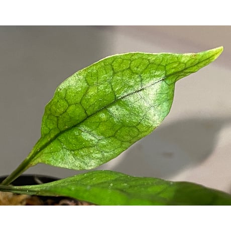 Microsorum sp. "Timika" Papua [TB]