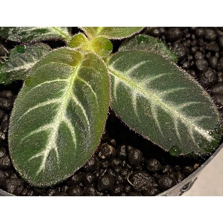 Codonoboea cf. pumilla from Riau sumatera [LA1119-02]