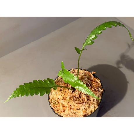 Bolbitis subcardata 西表島産