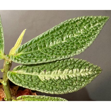 Elatostema sp. from Kapuas hulu West Kalimantan