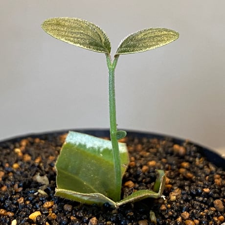 Cosmianthemum bullatum [LA0515-02]