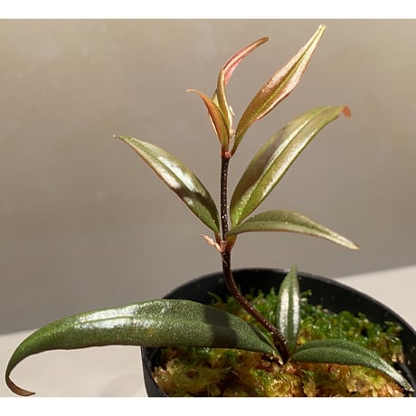 Medinilla sp. from Bukidnon 1.300m Mindanao Philippines