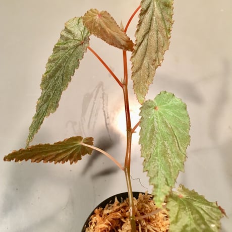 Begonia sp. from Malalak [TK110117]