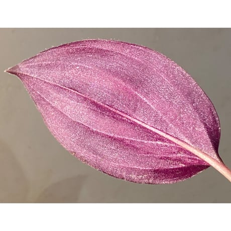 Spatholirion sp. from Guangxi