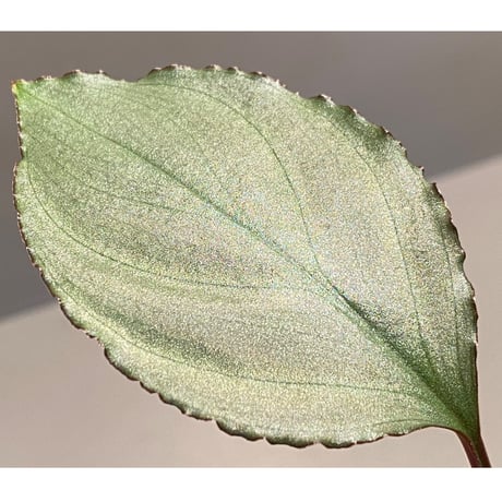 Homalomena 'Rec1-29' K0718-f1 [KZT]