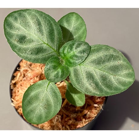 Gymnostachyum sp. f1 from Sumatera barat [LA0414-01]