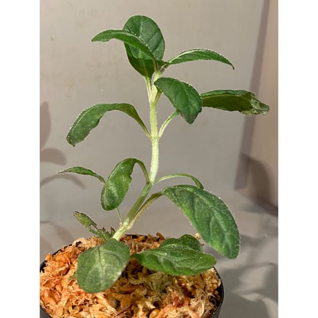 Gymnostachyum sp. f1 from Sumatera Barat [LA0414-01]