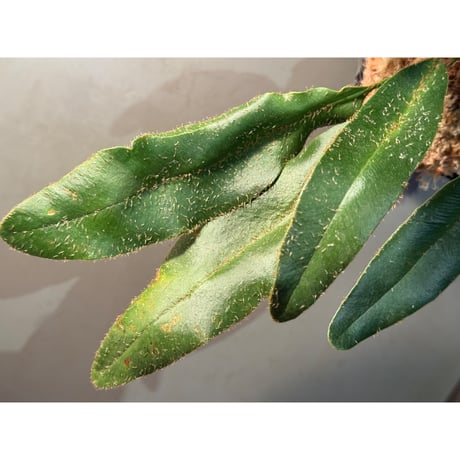 (LLサイズ) Elaphoglossum apodum [ECUAGENERA]