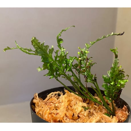 Bolbitis sp. from Kidapawan Mindanao