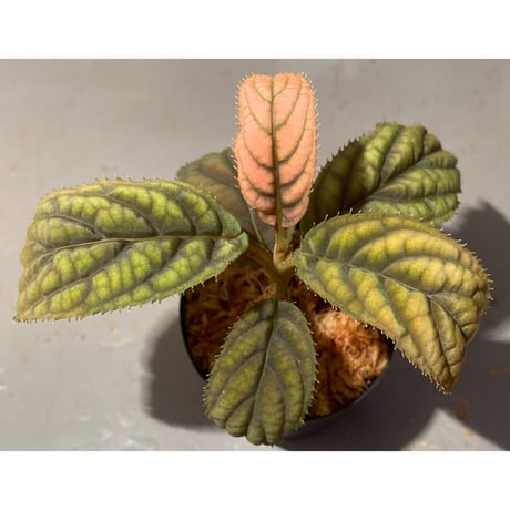 Ardisia sp. from Vietnam