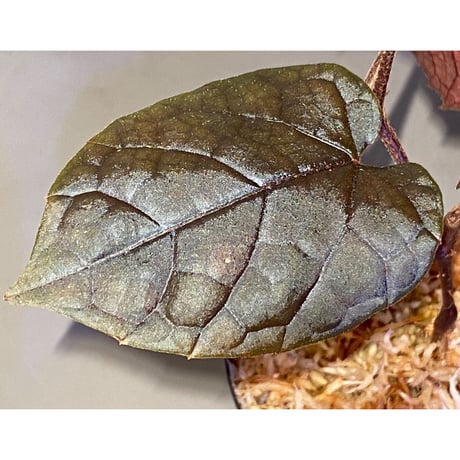 Pterisanthes sp. from Kapuas hulu