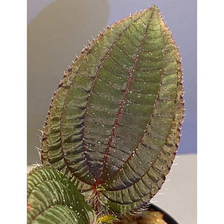 Phyllagathis sp. from Cao Bang Viet Nam [R1217-02]