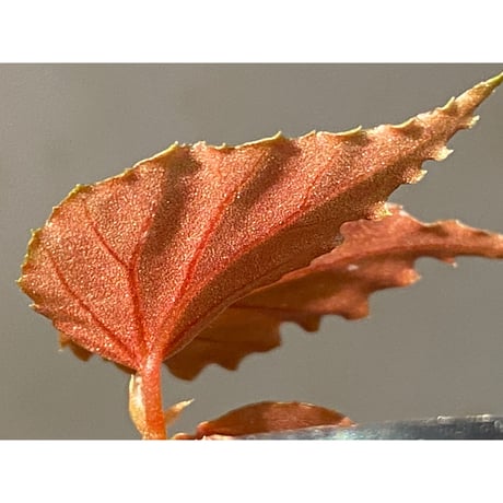 Begonia sp. ぼっち株 from Julau [R1214-01b]