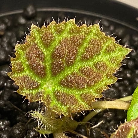 Begonia sp . from Sumpur [TK031117]