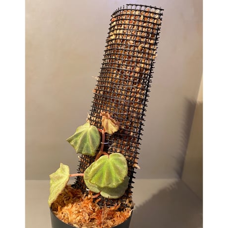 Begonia sp. from Sarawak