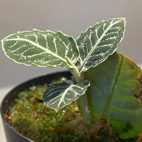 Ardisia sp. from Aceh Selatan [HW0816-03]