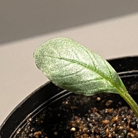 Acanthaceae gen. from Laos [LA]